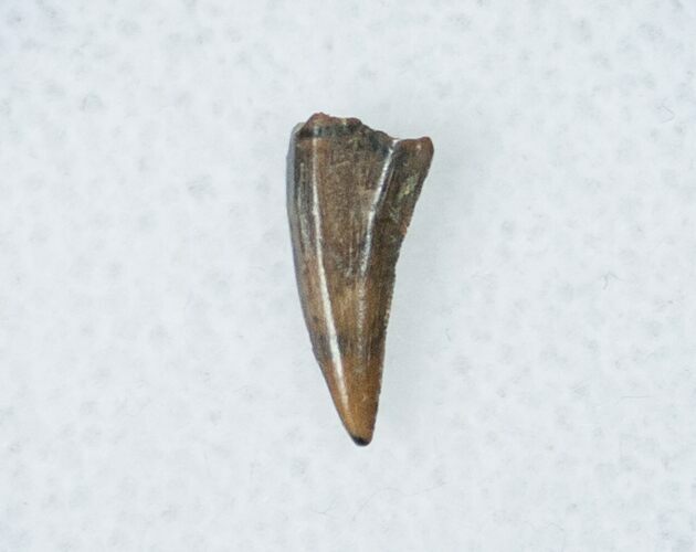 Acheroraptor Tooth #12273